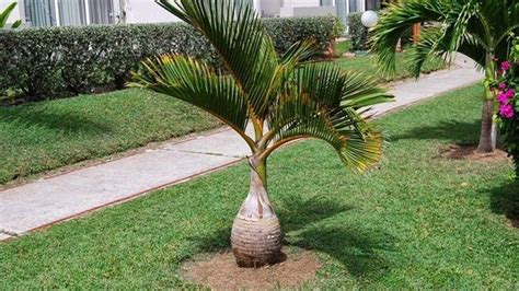 Bottle Palm Hyophorbe Lagenicaulis True Green Nursery