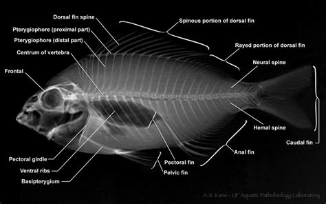 Fish Bone Anatomy