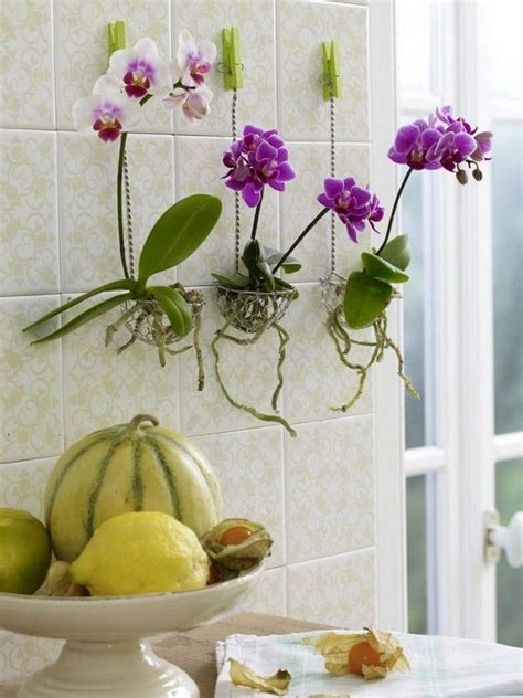 Formidable Hanging Bare Root Orchids Cosmos In Basket