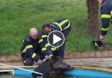 Vidéo Un sanglier coincé dans une piscine sauvé par les pompiers