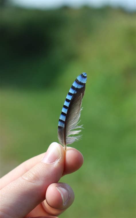 Partir à la découverte des oiseaux de la Dombes dans un des