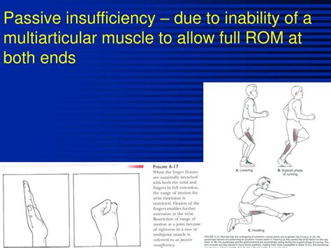 Ppt Biomechanics Of Skeletal Muscle Ch Objectives Powerpoint