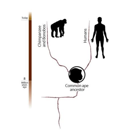 are humans apes? | The World of Animals