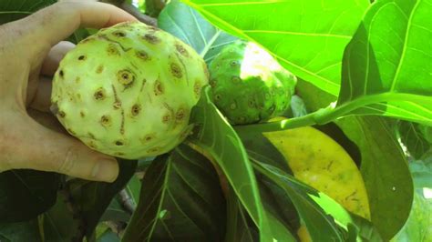 The Noni Fruit And Tree Morinda Citrifolia Hd Video Youtube