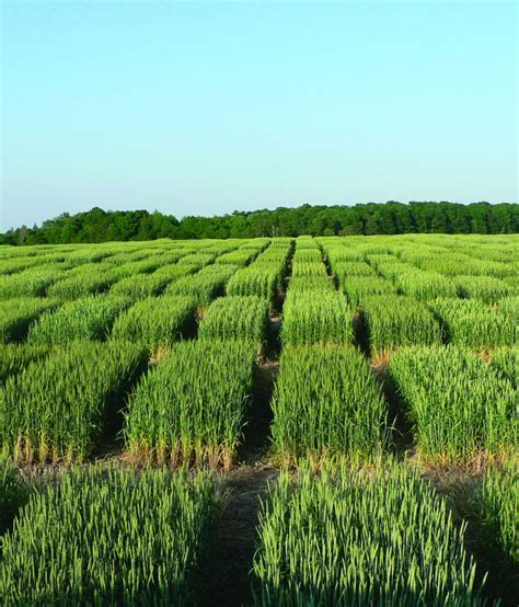 Winter Wheat Seeding Strategies Top Crop Managertop Crop Manager