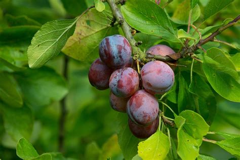 Prune Tree Vs Plum Tree