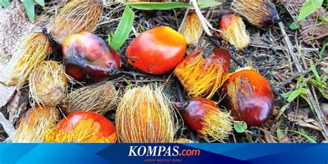 Minamas Plantation Luncurkan Bibit Sawit Baru Icalix