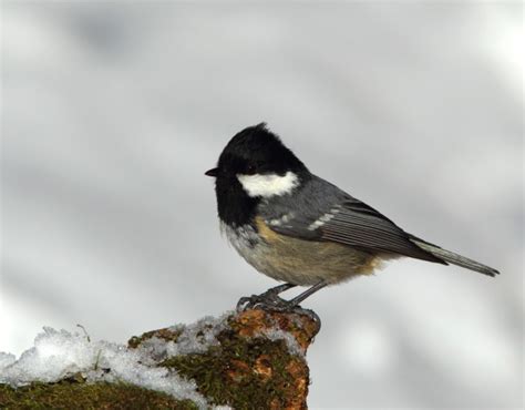 Mésange noire Periparus ater Paridés Mésange vraie Les Mésanges