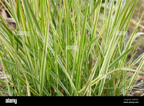 Calamagrostis Reed Grass Variegated Foliage Leaves Calamagrostis X Acutiflora Overdam Garden