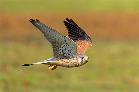 Kestrel In Flight