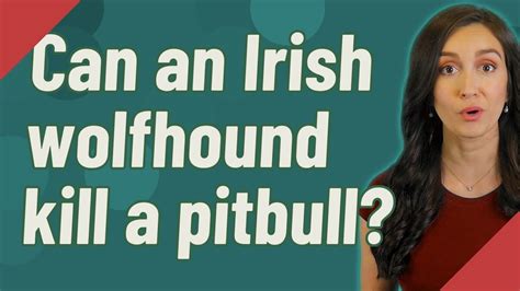 Can An Irish Wolfhound Kill A Pitbull Youtube