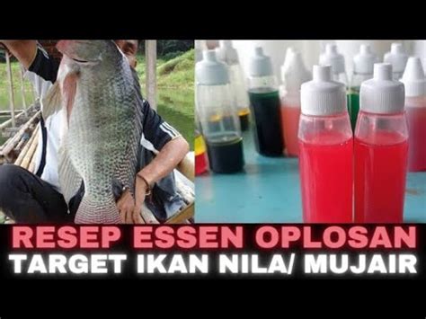 Cara Membuat Essen Oplosan Ikan Nila Media Lumut Pelet S Youtube