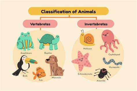 Omnivore Animals Chart