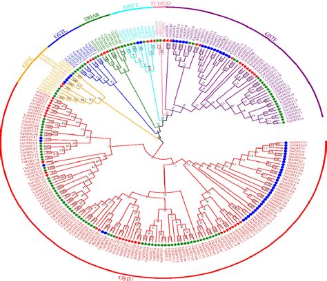 Figure From Quinoa Chenopodium Quinoa Willd Genome Wide Analysis