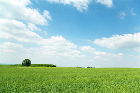 Landscape Field by Bgfoto