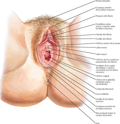 The Structure Of A Woman S Pussy