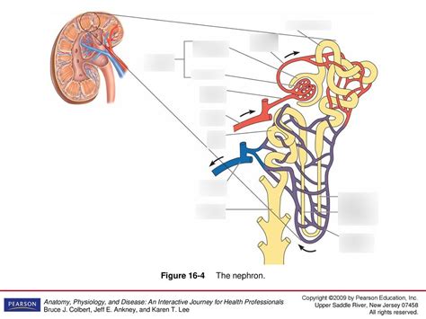 The Nephron Diagram Quizlet