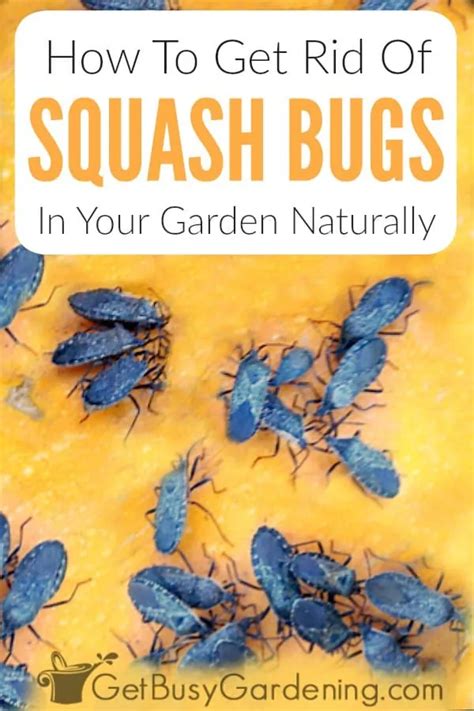 How To Get Rid Of Squash Bugs Naturally Using Organic Control Methods