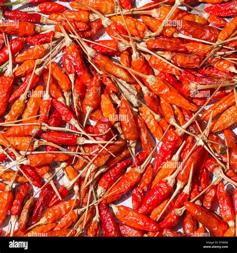 Dry Red Chilli Hi Res Stock Photography And Images Alamy