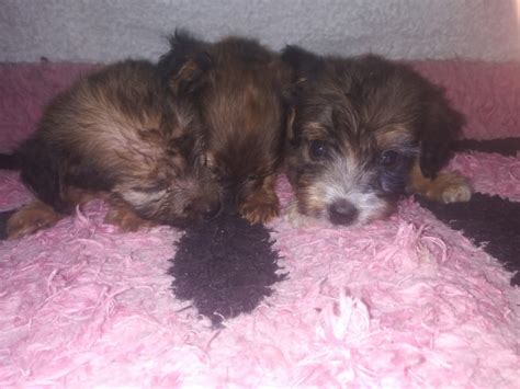 For Sale Rottweiler Poodle Mix Puppies Three Mile