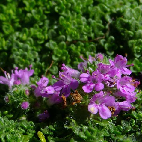 Thymus Serpyllum Elfin Thym Serpolet Couvre Sol Aromatique