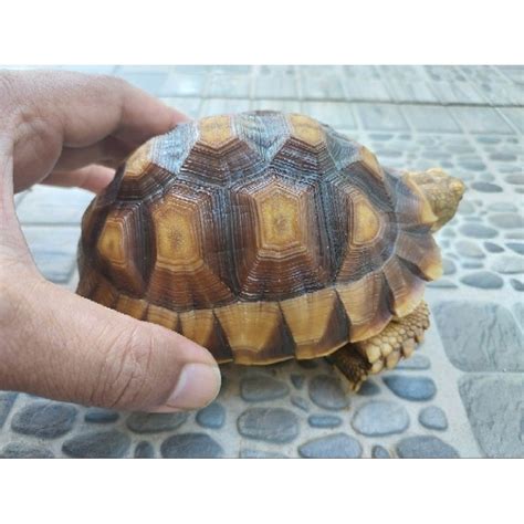 Jual Sulcata Kura Darat Shopee Indonesia