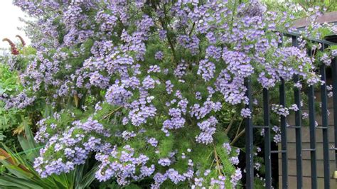 36 Best Shrubs For Shade Gardens