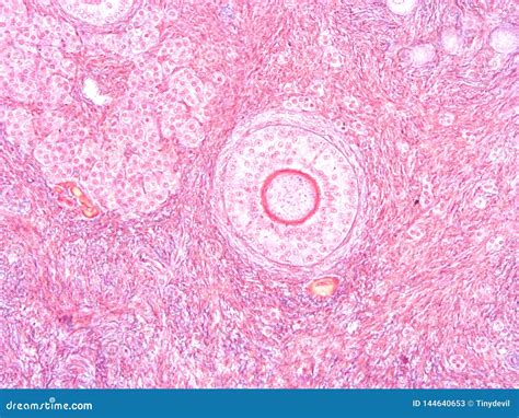 Histology Of Ovary Human Tissue Stock Image Image Of Connective