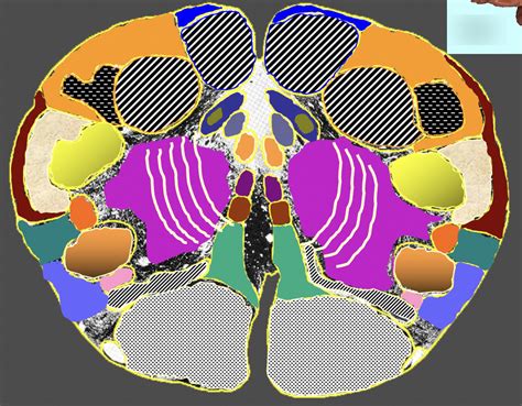 Lower Medulla 41 Diagram Quizlet