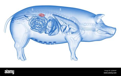 Anatomia Del Cerdo Organos Imágenes Recortadas De Stock Alamy