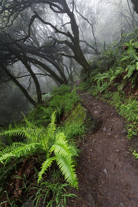 Matt Davis Trail Mount Tamalpais, California pictures | Brandon Falls Photography