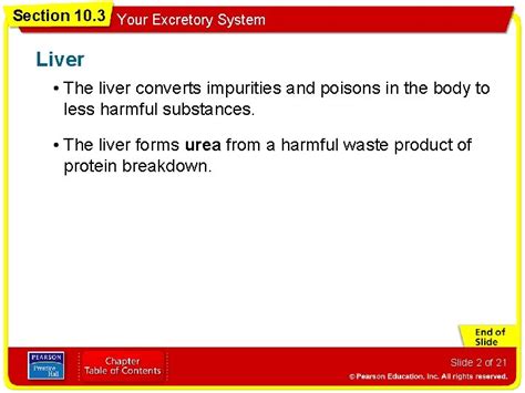 Section 10 3 Your Excretory System Organs Of