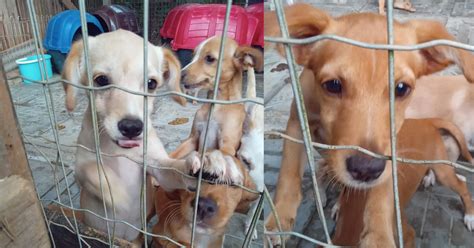 Feira De Ado O De Cachorros Acontece Em Blumenau Neste S Bado