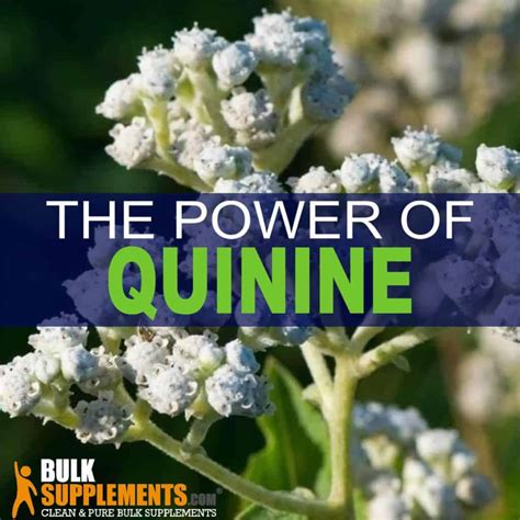 The Many Health Benefits of Quinine