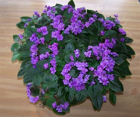 Albums 98 Pictures Pictures Of African Violets In The Wild Full Hd 2k 4k