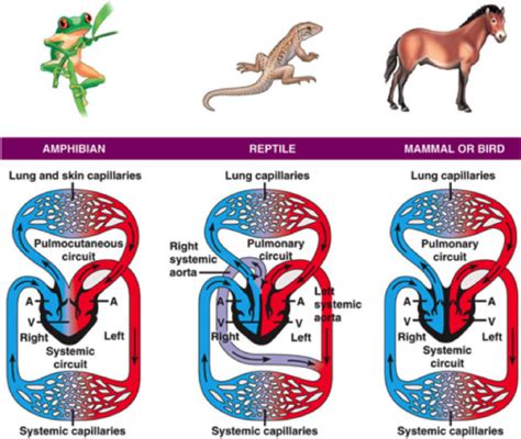 What Is A Closed Circulatory System Cloudshareinfo