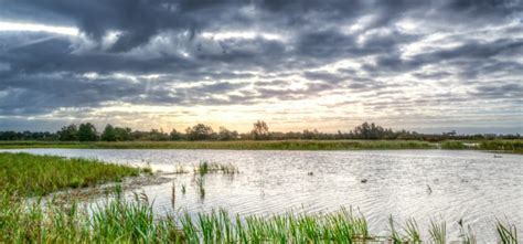 Where The Crawdads Sing Setting Life In The Marsh Shortform Books