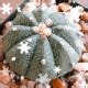 Peyote look alikes - The Ethnobotanical Garden - Shroomery Message Board 