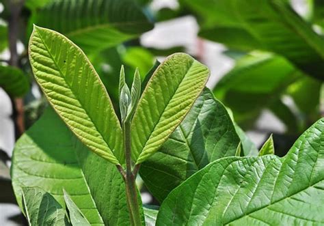 Guava Psidium Guajava