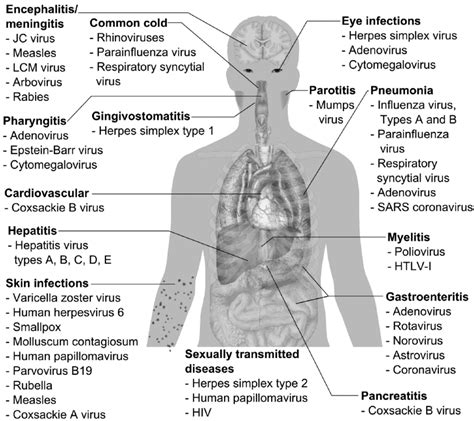 1 Overview of viral human infections adapted from Häggström 2014