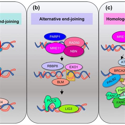 Dna Repair Pathways Of Dna Double Strand Breaks The Classical