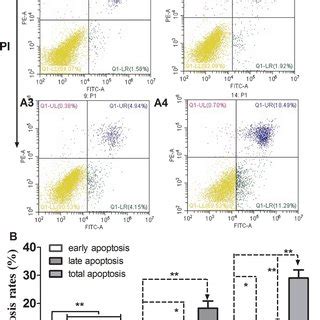 Apoptosis Of MG 63 Cells Following Treatment With B Escin MG 63 Cells