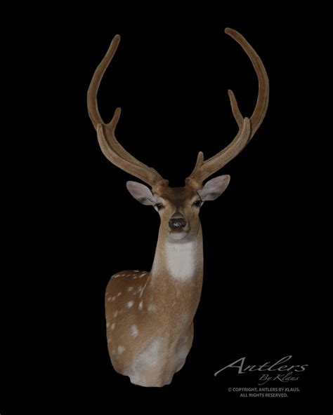 Axis Deer in Velvet - Antlers by Klaus