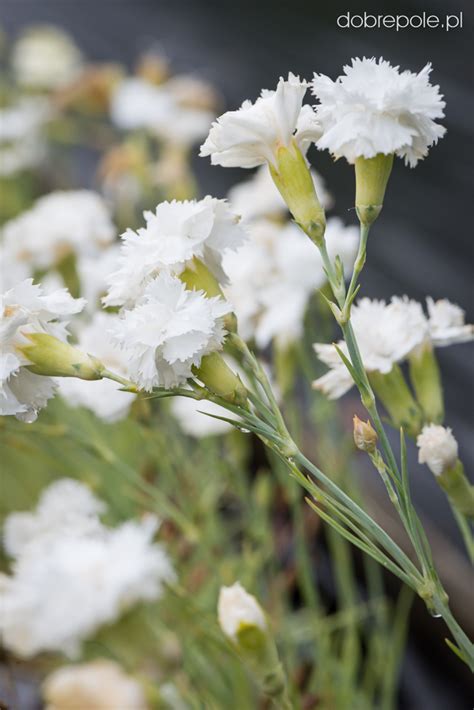 Szkółka Bylin Dobrepole Dianthus caryophyllus Grenadin White