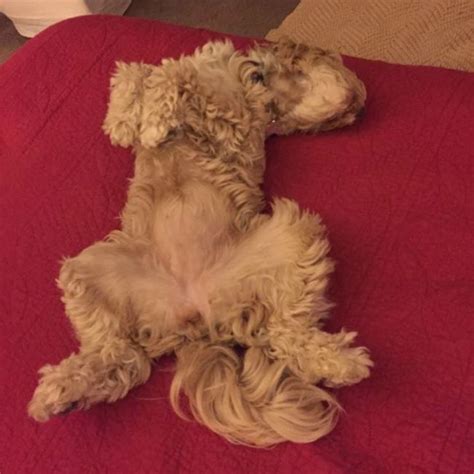 Youve Caught Your Pup In The Doodle Pose Sleeping On His Back Paws In The Air Neck Bent