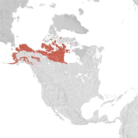 Long Tailed Jaeger Range Map Breeding Ebird Status And Trends