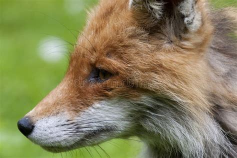 Fox Head Stock Photo Image Of Wildlife European Head 35345116