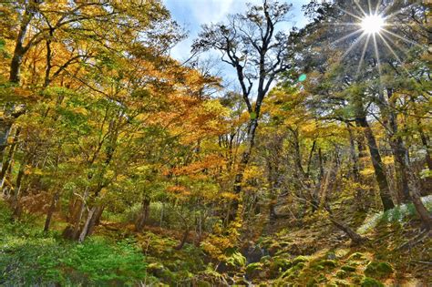 紅葉登山2024【北陸・東海編】秋だけの絶景を！ おすすめの山と見頃まとめ＜立山、白山、大台ヶ原、乗鞍岳、御在所岳など＞ Yamap