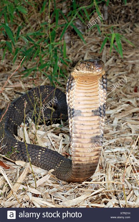 Worlds Longest Snakes High Resolution Stock Photography And Images Alamy