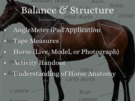 Horse Evaluation by Jessica Jones